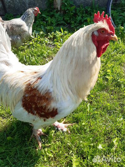 Куры и петухи