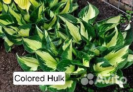 Хоста Colored Hulk