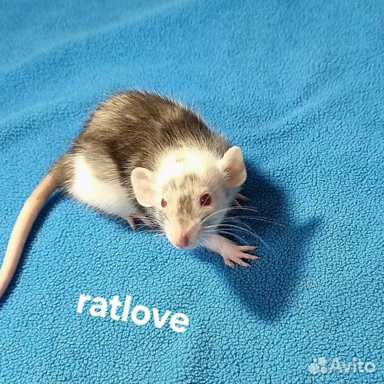 Крысята дамбо мальчики марбл