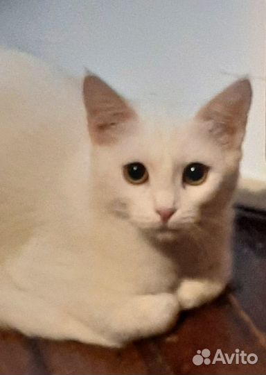 Белоснежный котёнок в дар