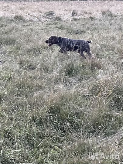 Щенки дратхара продажа