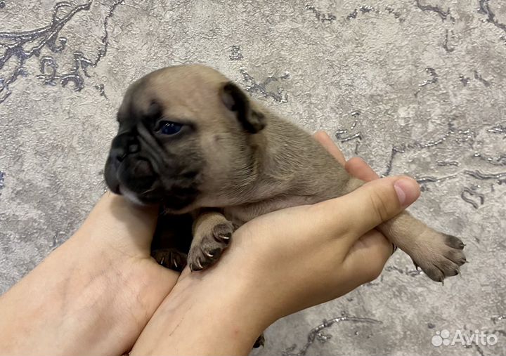 Французики