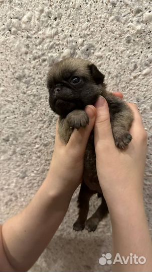 Щенок мопса с прививками