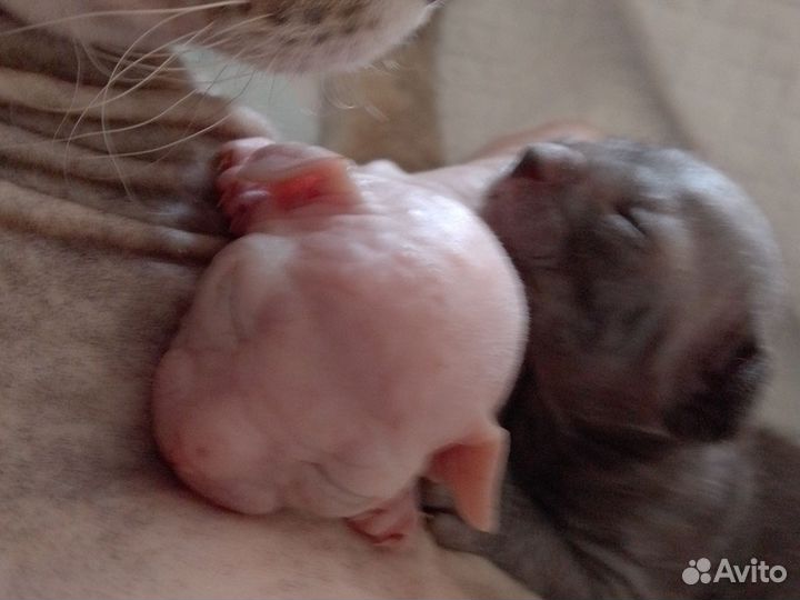 Котята сфинкс