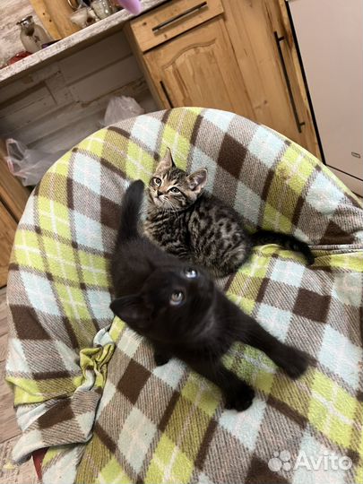 Умные котятки