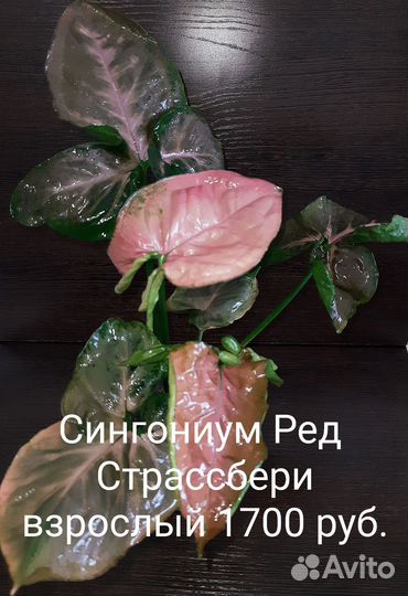 Редкие сингониумы