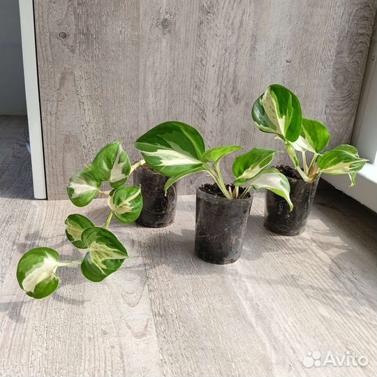 Сциндапсус хеппи лиф,филодендрон миканс, орхидеи