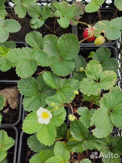 Клубника ремонтантная