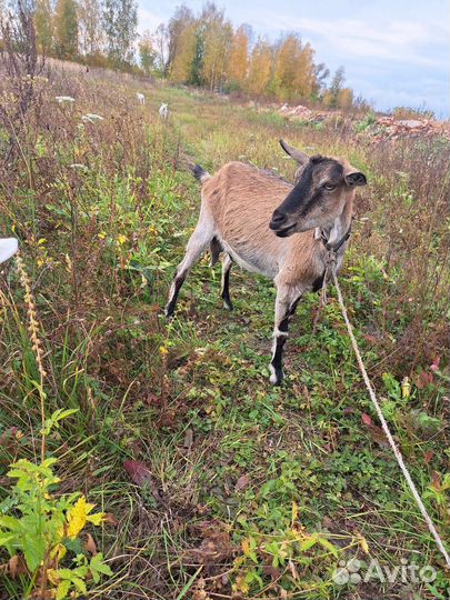Козёл для покрытия. Продаю зааненских коз