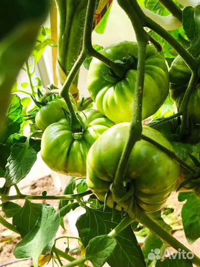 Продам семена томатов