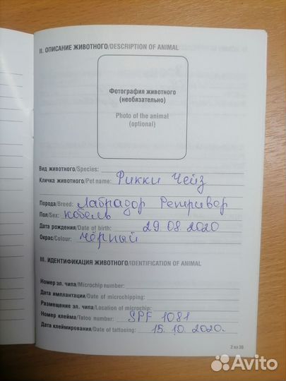 Кобель лабрадора вязка