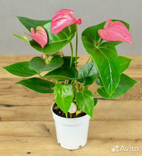 Антуриум Arisa Sweet,Ballerine White