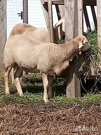 Катумские бараны 2шт 4месяца