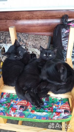 Котята ищут любящих хозяев