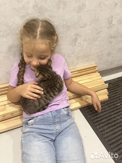 Котенок