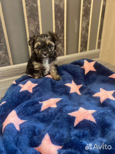 Йоркширский терьер