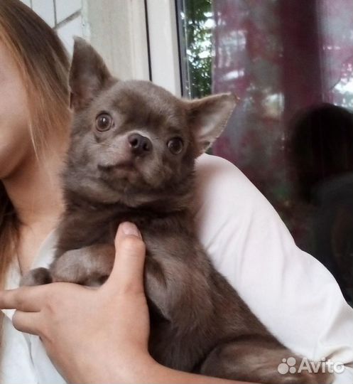 Вязка.Чихуахуа мини лиловые кобели