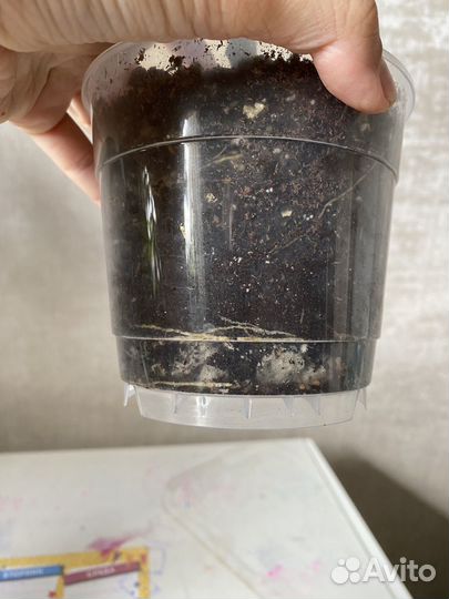 Фикус эластика, бенджамен