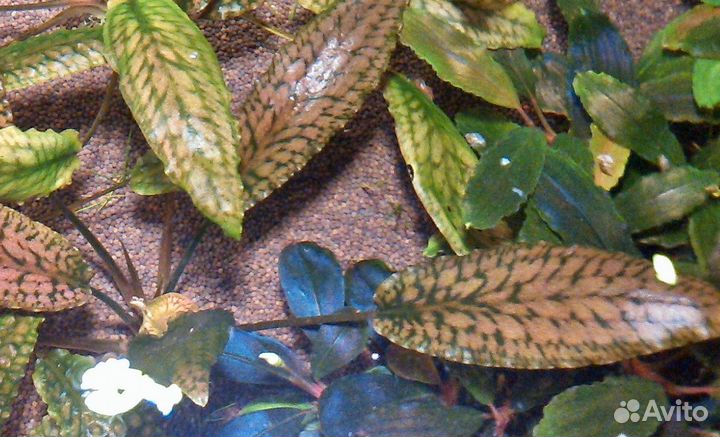 Bucephalandra Буцефаландра