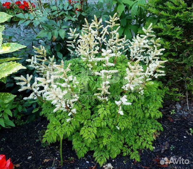 Волжанка кокорышелистная