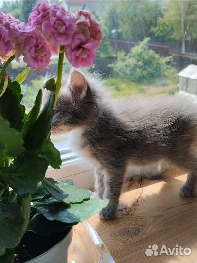 Котенок мальчик серый пушистый домашний