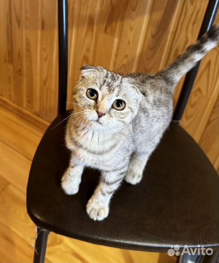 Шотландская вислоухая