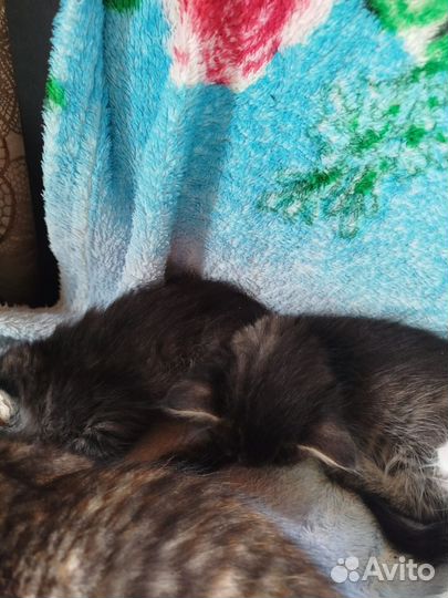 Отдам в добрые руки котят