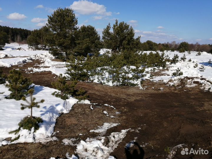 Сосна обыкновенная