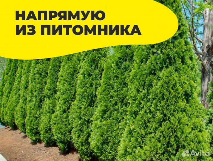 Туя смарагд 280 см