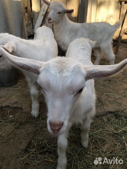 Коза дойная