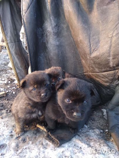 Отдам бесплатно