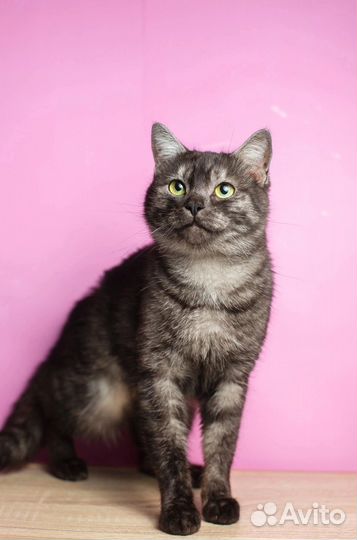 Стерилизованная кошечка ищет дом