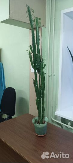 Молочай трехгранный