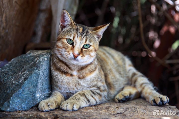 Кошка ищет дом