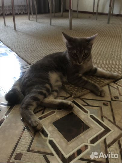 Котенок 7 месяцев девочка
