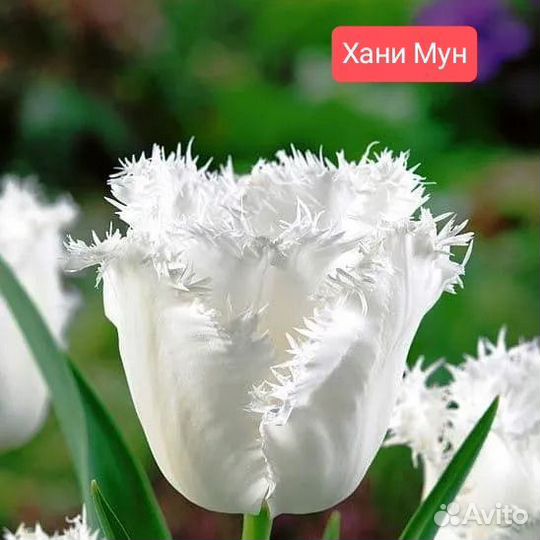 Луковицы тюльпанов