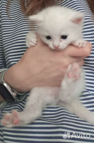 Турецкая ангора белая котенок 3 мес объявление продам