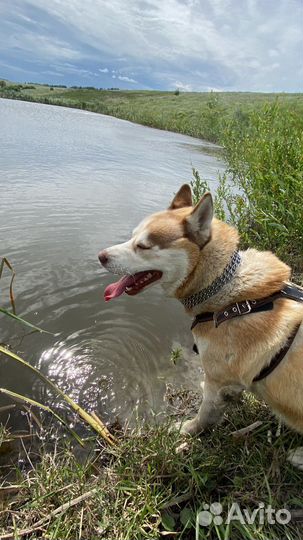 Вязка хаски