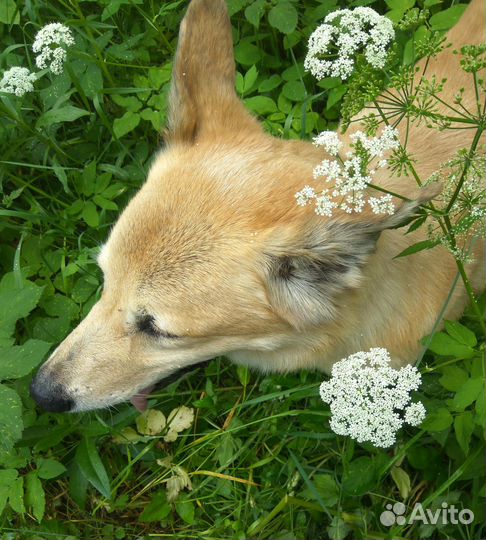 Отдаем собаку в добрые руки