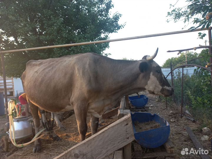 Коровы дойные молочные