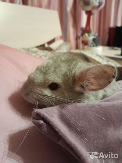 Шиншилла