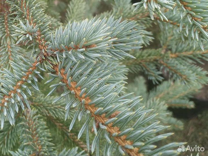 Ель голубая 1.5- 2.2 метра