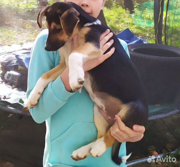 Красивые щенята