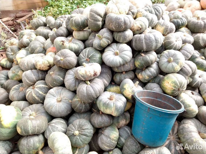 Тыква мускатная (витаминная). Мраморная. Серая