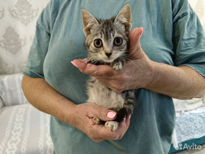 Котёнок-девочка в добрые руки