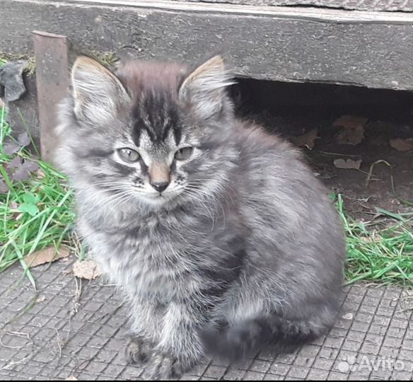 Котята от Русской голубой