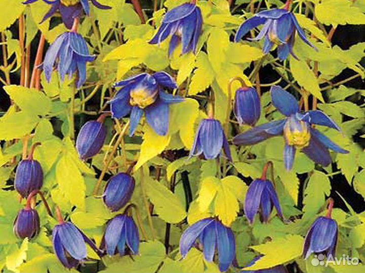 Княжик Столвик Голд