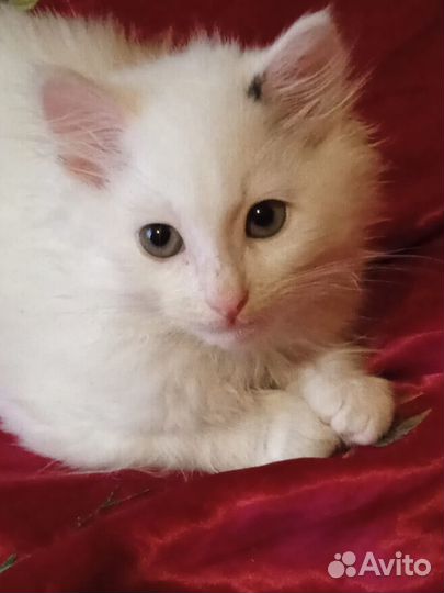 Белый пушистый котенок