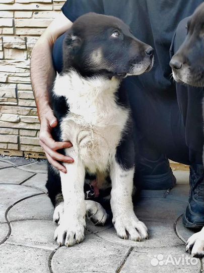 Среднеазиатская овчарка Алабай сао