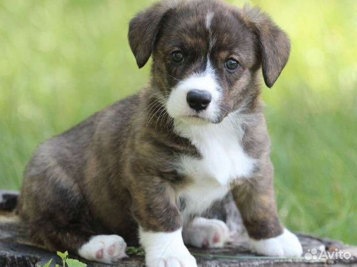 Вельш корги